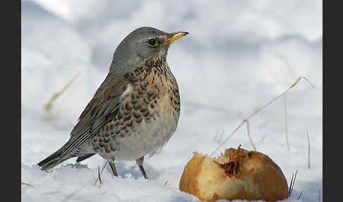 Wacholderdrossel (Turdus pilaris)