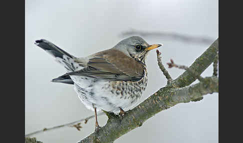 Wacholderdrossel (Turdus pilaris)