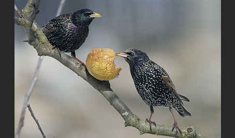 Star (Sturnus vulgaris)