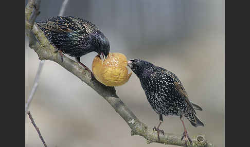 Star (Sturnus vulgaris)