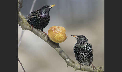 Star (Sturnus vulgaris)