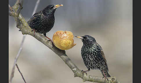 Star (Sturnus vulgaris)