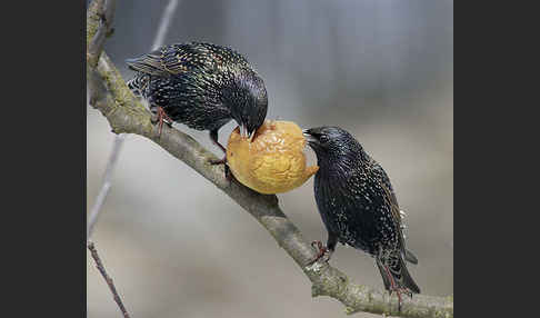 Star (Sturnus vulgaris)