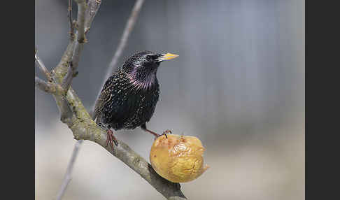 Star (Sturnus vulgaris)