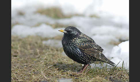 Star (Sturnus vulgaris)