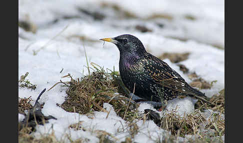 Star (Sturnus vulgaris)