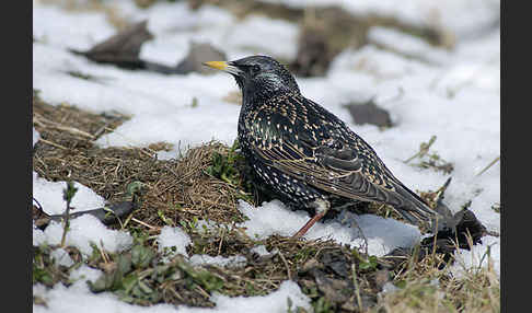 Star (Sturnus vulgaris)