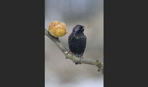 Star (Sturnus vulgaris)