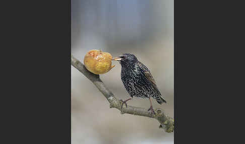 Star (Sturnus vulgaris)