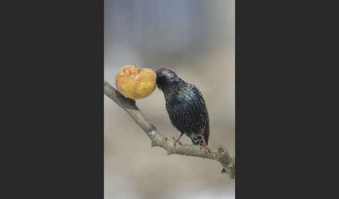 Star (Sturnus vulgaris)