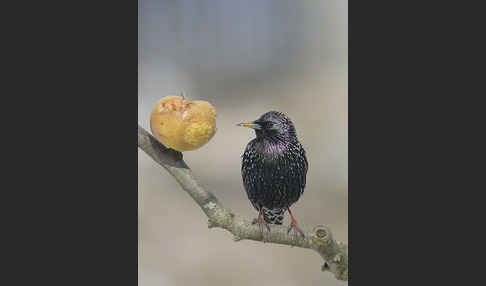 Star (Sturnus vulgaris)