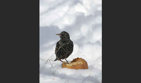 Star (Sturnus vulgaris)