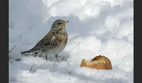 Wacholderdrossel (Turdus pilaris)