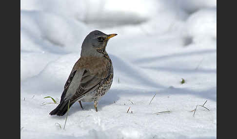 Wacholderdrossel (Turdus pilaris)