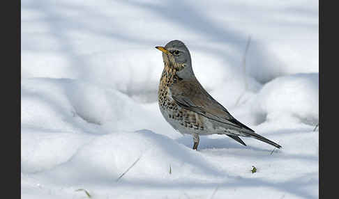 Wacholderdrossel (Turdus pilaris)