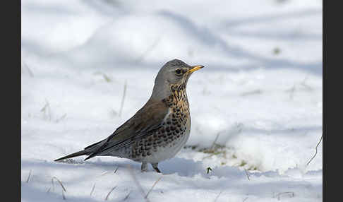 Wacholderdrossel (Turdus pilaris)