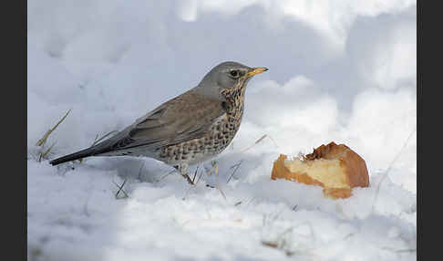 Wacholderdrossel (Turdus pilaris)