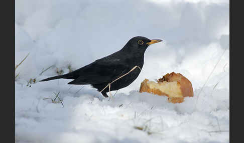 Amsel (Turdus merula)