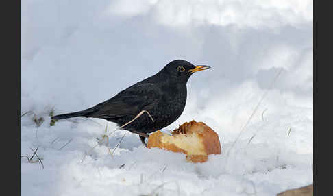 Amsel (Turdus merula)