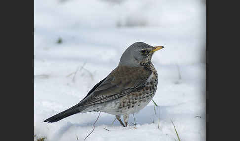 Wacholderdrossel (Turdus pilaris)