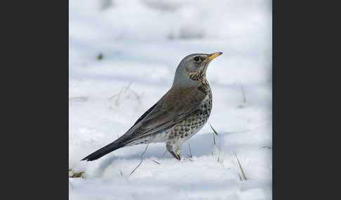 Wacholderdrossel (Turdus pilaris)