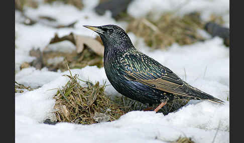 Star (Sturnus vulgaris)