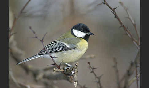 Kohlmeise (Parus major)