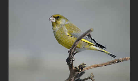 Grünfink (Carduelis chloris)