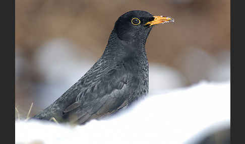 Amsel (Turdus merula)