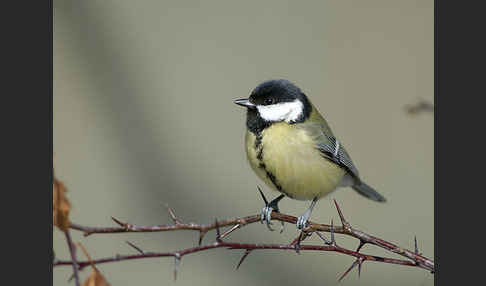 Kohlmeise (Parus major)