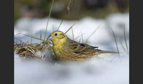 Goldammer (Emberiza citrinella)