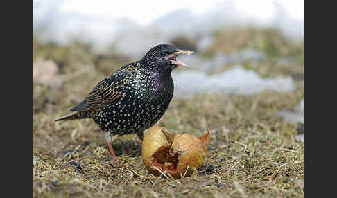 Star (Sturnus vulgaris)