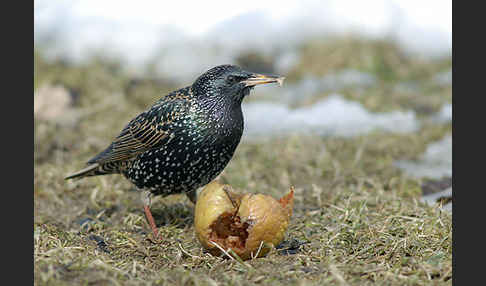 Star (Sturnus vulgaris)