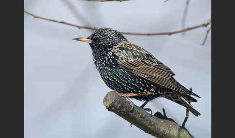 Star (Sturnus vulgaris)