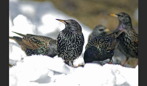 Star (Sturnus vulgaris)