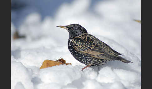 Star (Sturnus vulgaris)