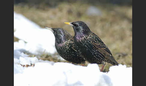 Star (Sturnus vulgaris)