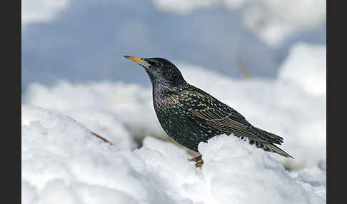 Star (Sturnus vulgaris)