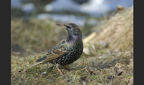 Star (Sturnus vulgaris)