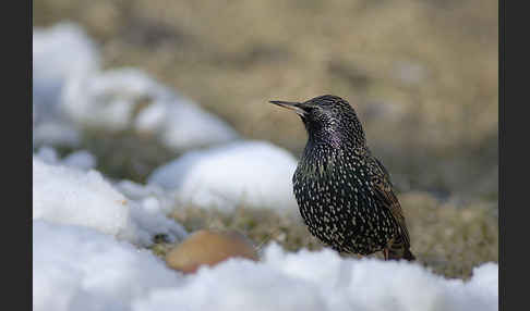 Star (Sturnus vulgaris)