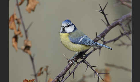 Blaumeise (Parus caeruleus)