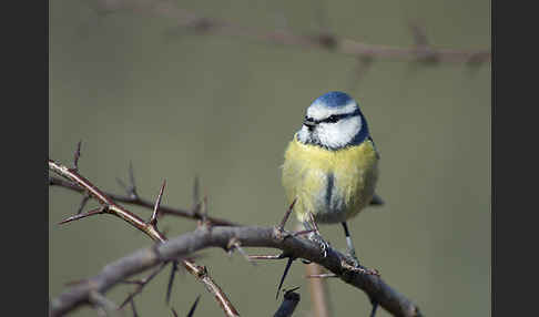 Blaumeise (Parus caeruleus)