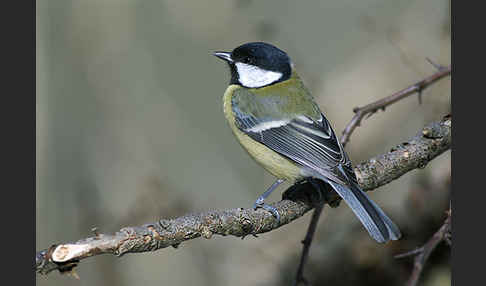 Kohlmeise (Parus major)