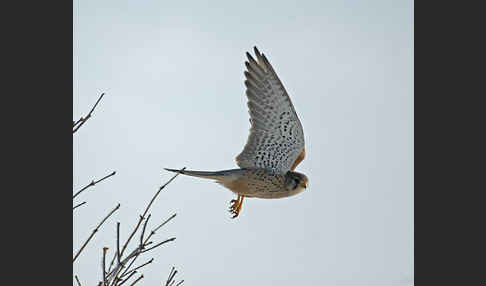 Turmfalke (Falco tinnunculus)