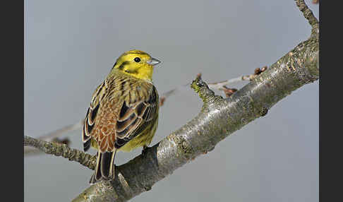 Goldammer (Emberiza citrinella)