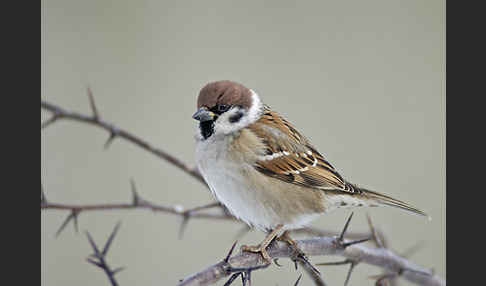 Feldsperling (Passer montanus)