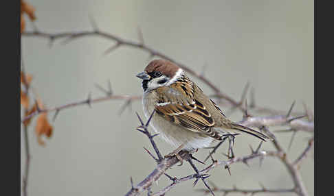 Feldsperling (Passer montanus)