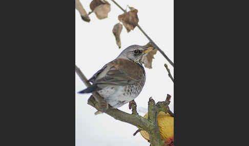 Wacholderdrossel (Turdus pilaris)