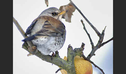 Wacholderdrossel (Turdus pilaris)