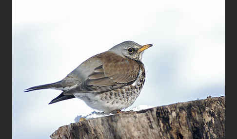 Wacholderdrossel (Turdus pilaris)